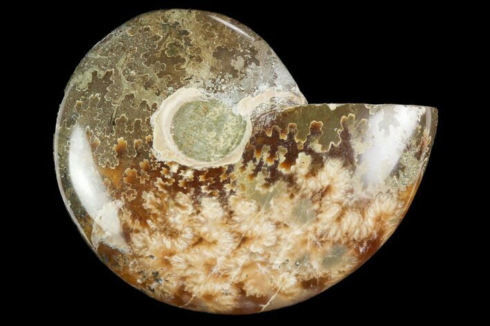 Polished, Agatized Ammonite (Cleoniceras) - Madagascar #119298
